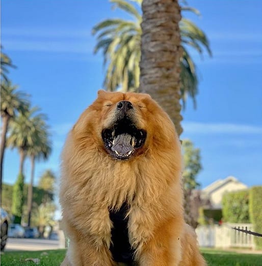 A Chow Chow sitting on the grass under the tree with its mouth wide open