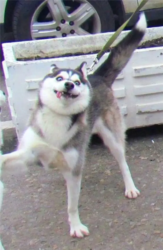 Husky walking with its goofy face