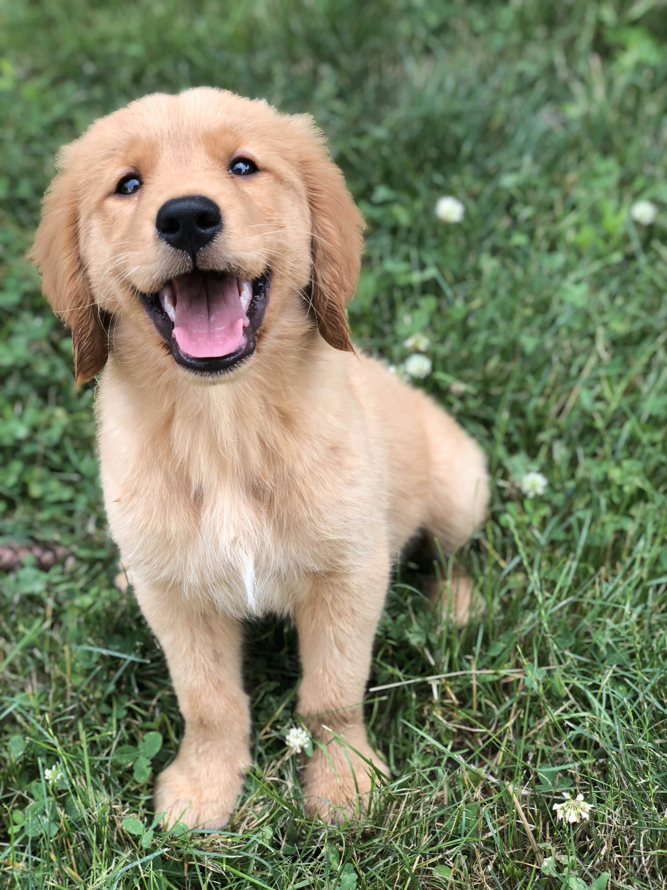 A happy Golden Retriever puppy sitting on the grass while smiling