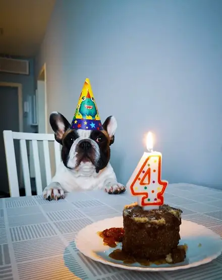 A French Bulldog sitting at the table celebrating its birthday