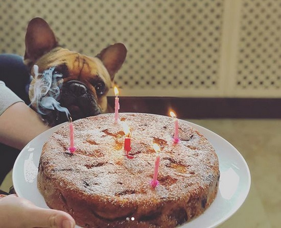 A French Bulldog staring at its birthday cake on a plate