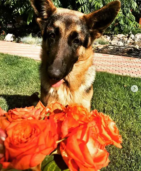 A German Shepherd sitting on the grass behind the bouquet of roses
