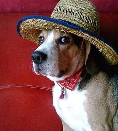 Beagle wearing a cowboy hat and scarf