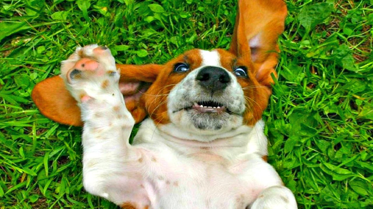 Beagle lying on its back in the green grass while raising its paw