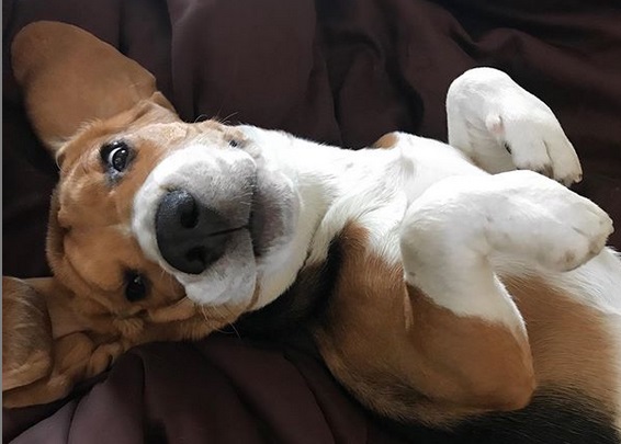 A Beagle lying on the couch