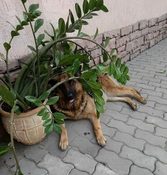 A German Shepherd lying on the pavement behind the plants