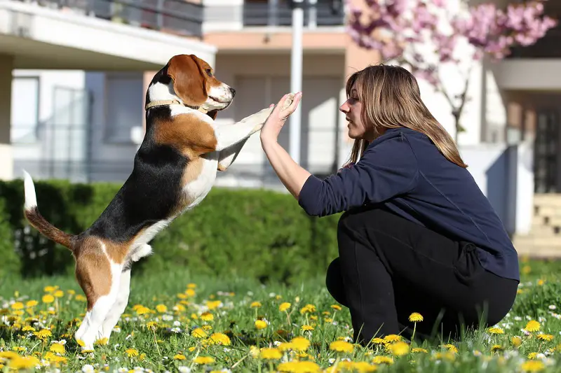 Beagle standing up giving a high-five to a lady