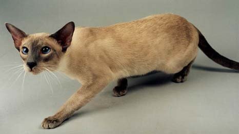 A Siamese Cat walking carefully