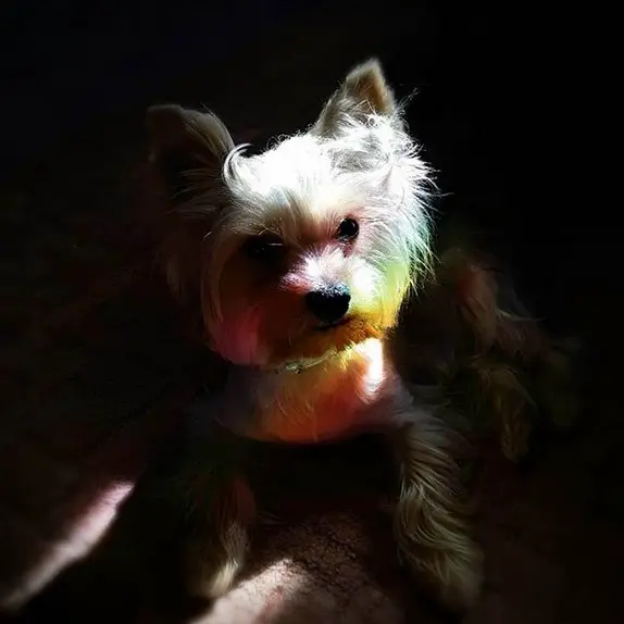Yorkie lying on the floor with sunlight on its face showing its rainbow color