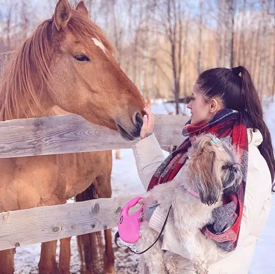 a woman carrying a Shih Tzu while touching the horse's nose