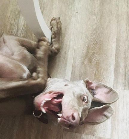 A Weimaraner lying on its back under the table