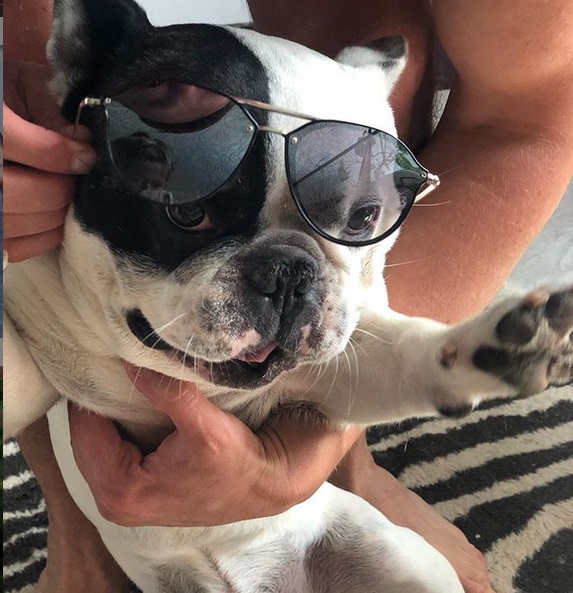 A French Bulldog being held by a person while wearing sunglasses