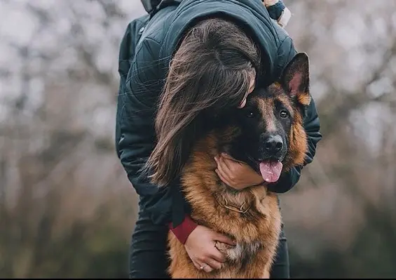 A German Shepherd with a woman hugging him from behind