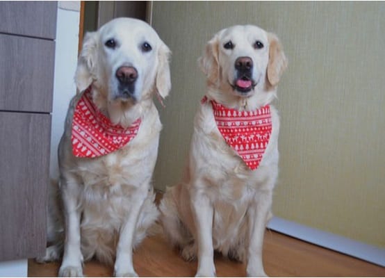 two Golden Retrievers sitting on the floor while wearing red scarf