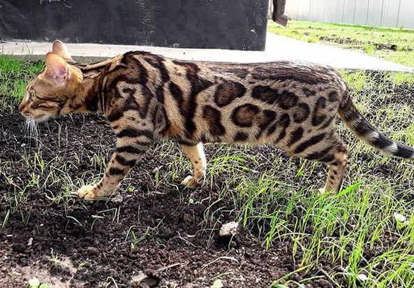 A Bengal Cat walking in the yard