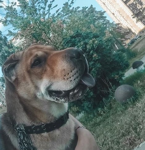 Shar Pei looking sideways with its tongue out at the park