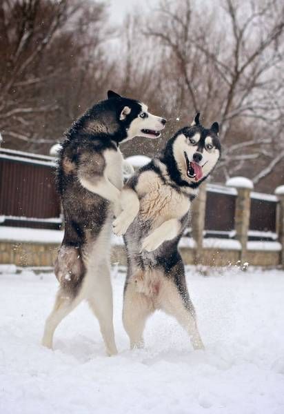 two Huskies standing up playing together in snow