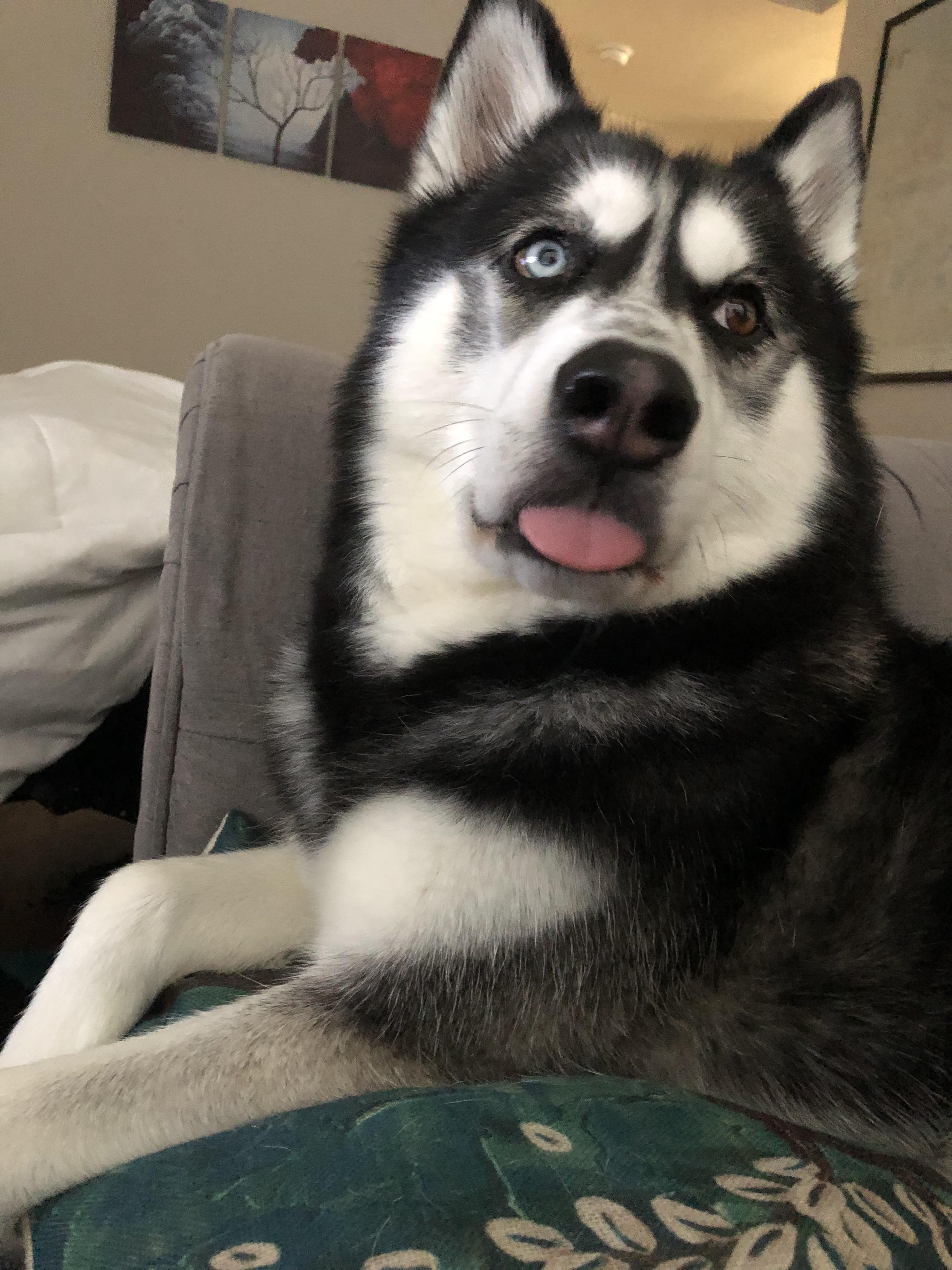 Husky lying on the couch while looking up with its tongue out