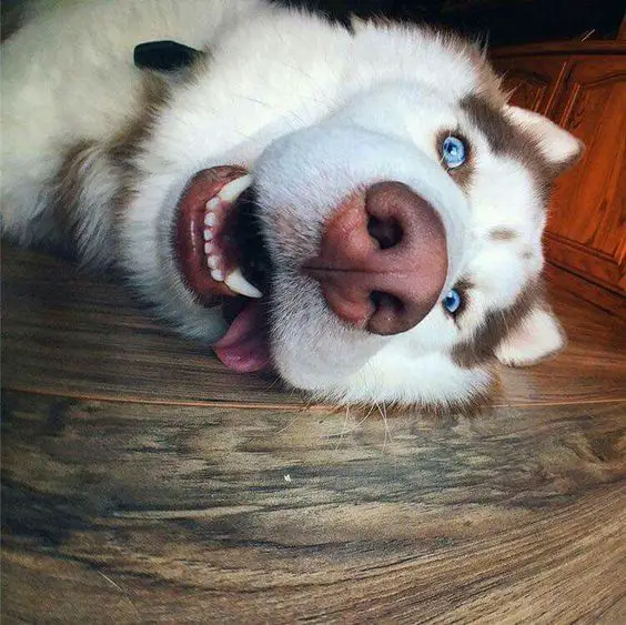 face of a blue eyed Husky lying down on the floor with its tongue out