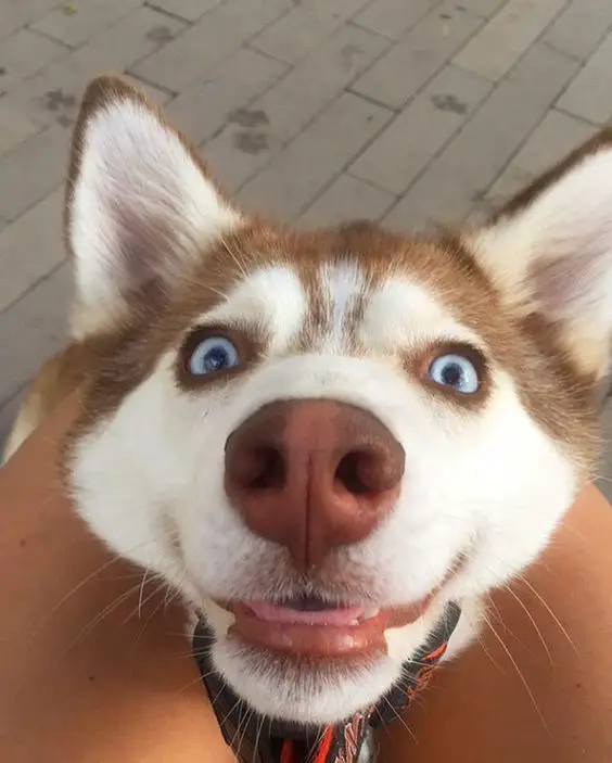 silly smiling face of a red Husky in between the legs of its owner
