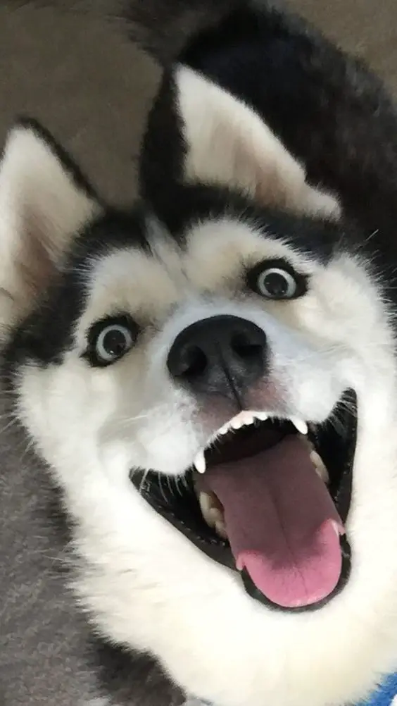 a happy looking up face of a Husky with its mouth open and wide eyes