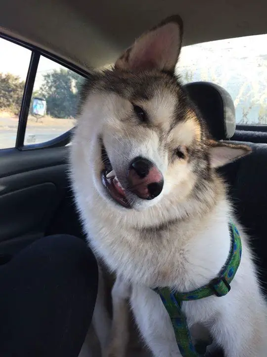 Husky sitting on the backseat while smirking