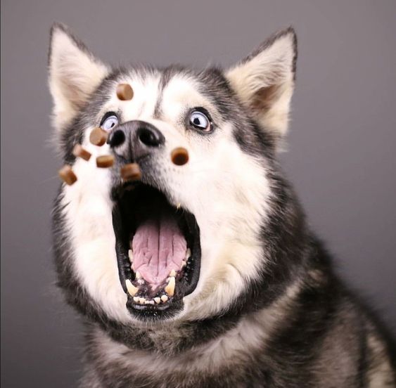 funny face of a Husky catching treats with its mouth wide open and wide eyes