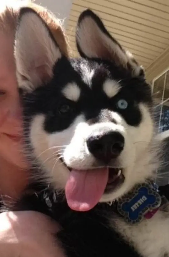 Husky puppy with its tongue out