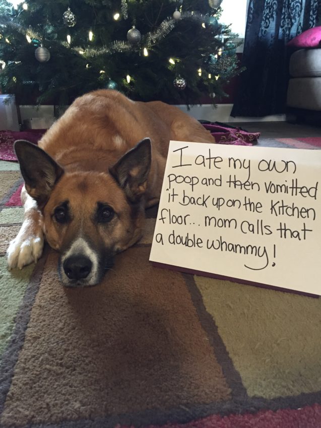 German Shepherd lying on the floor with a broken dog planter and a note that says 