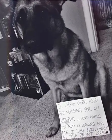 German Shepherd sitting on the floor with a note 