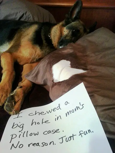 German Shepherd lying on the bed beside a pillow with a torn hole and a note that says 