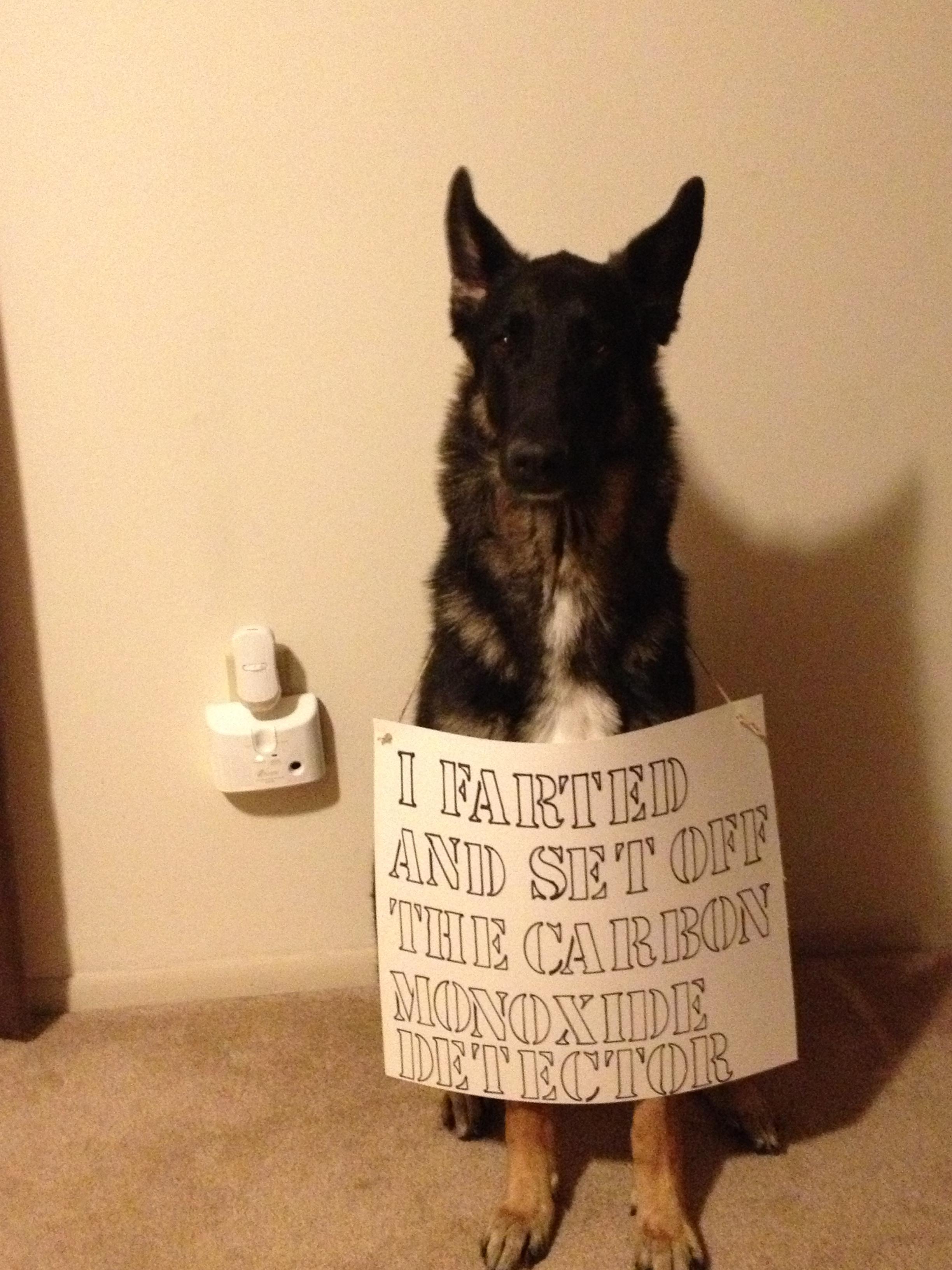 German Shepherd sitting on the floor while wearing a note that says 