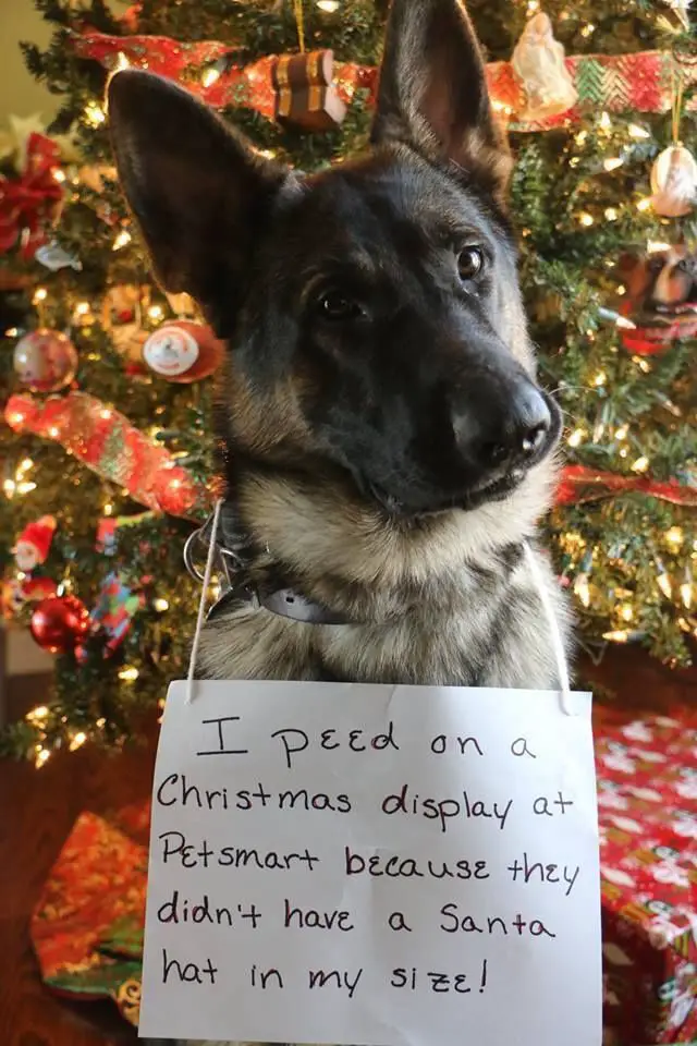 German Shepherd in front of the christmas while wearing a note with a message 