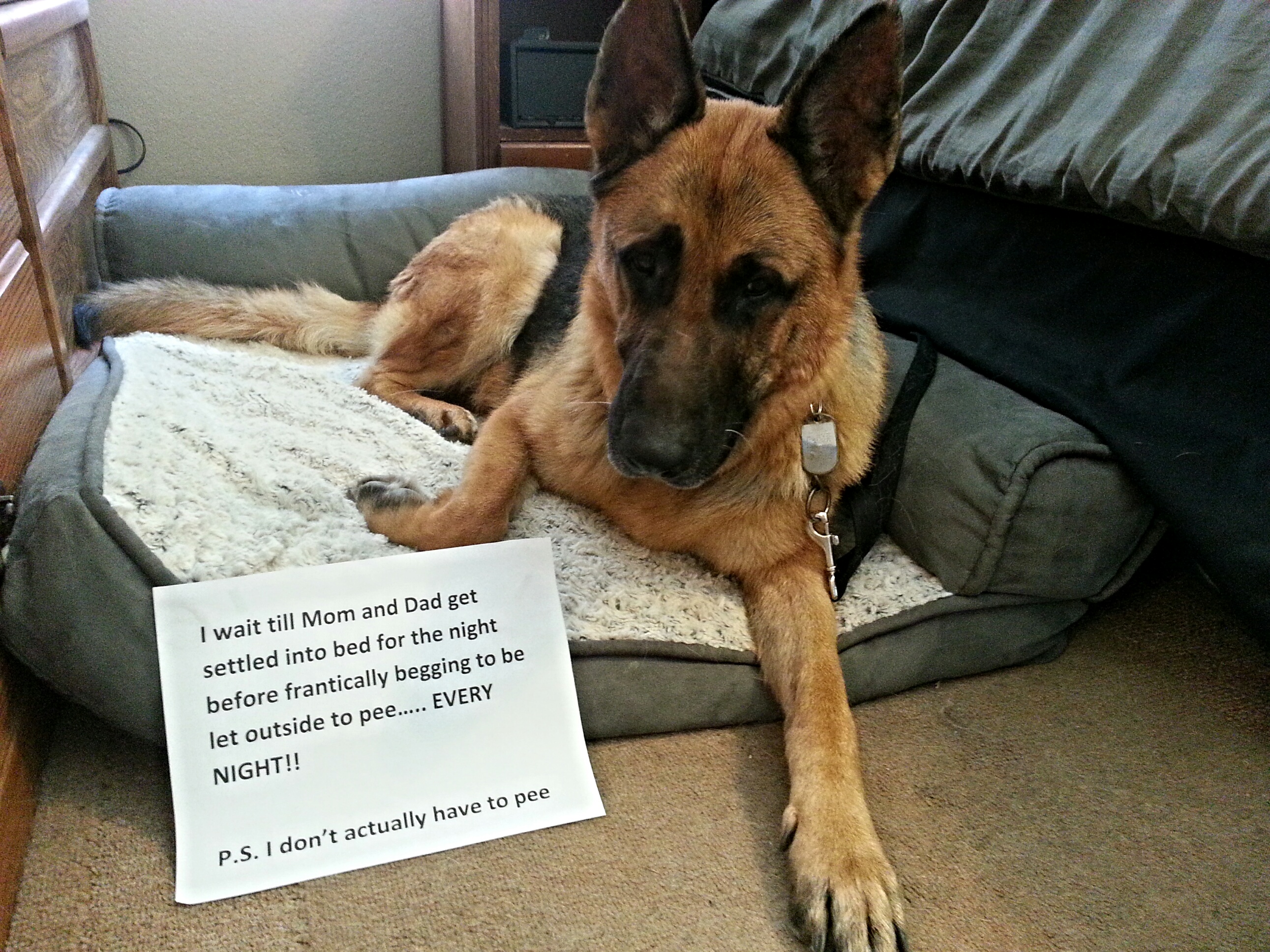 German Shepherd on its bed with a note 