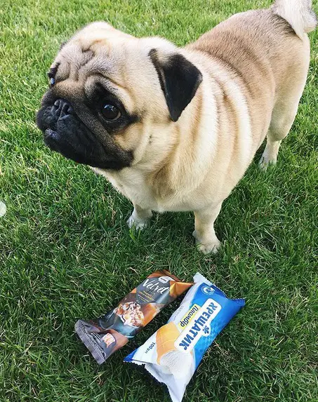 Pug in the lawn standing in front of two icecreams on the green grass