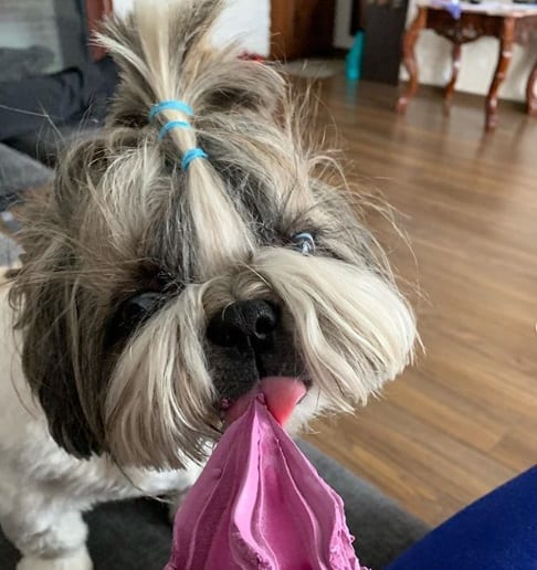 Shih Tzu sitting on the couch while licking at the strawberry icecream