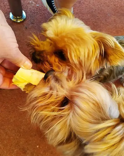 two Yorkies eating cheese from the hands of a man