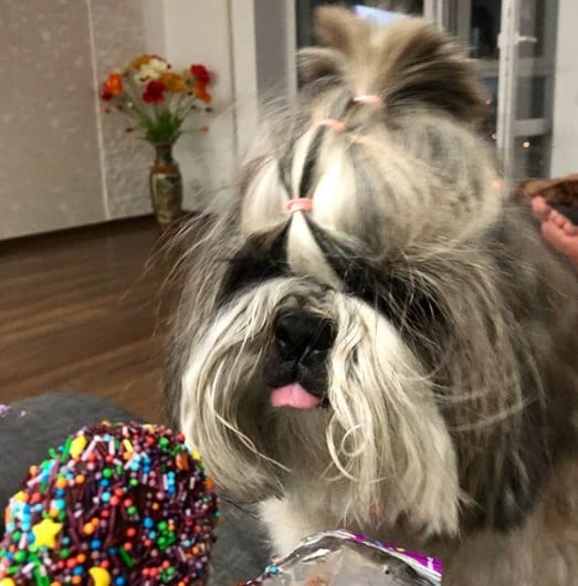 Shih Tzu staring at the chocolate icecream with its small tongue sticking out