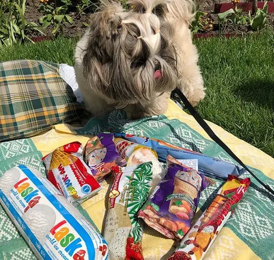 Shih Tzu standing behind the blanket on the green grass with snacks on top of it