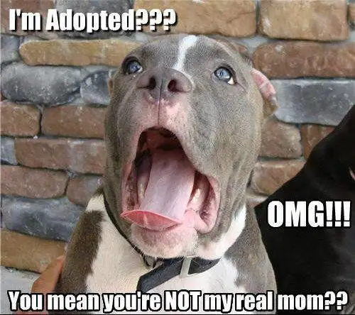 A Pitbull puppy with its mouth wide open and with text - I'm adopted?? OMG!! You mean you're not my real mom???