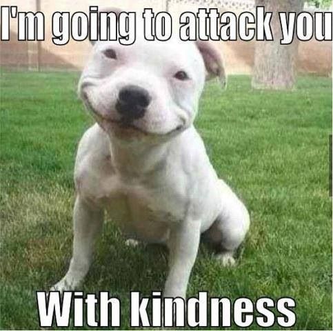 photo of a Pitbull puppy smiling sweetly while sitting on the grass in the yard and with text - I'm going to attack you with kindness