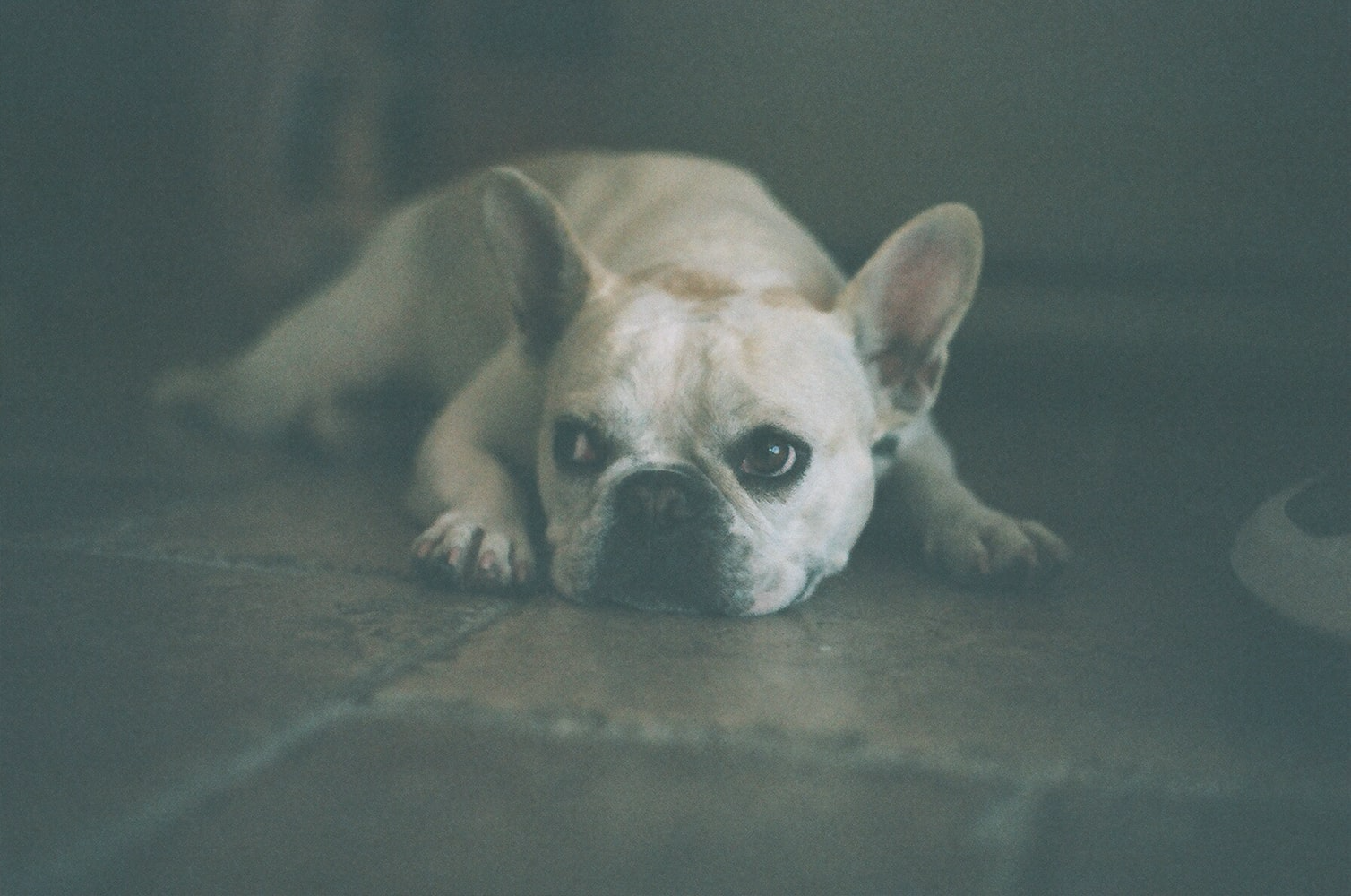 A French Bulldog lying on the floor