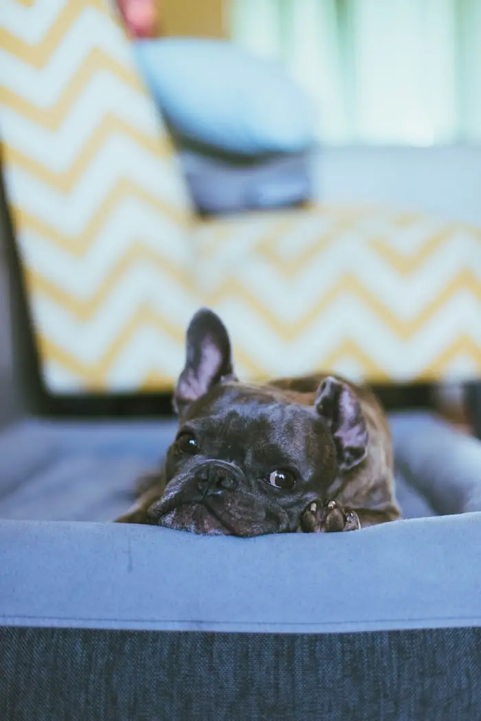 A brown French Bulldog lying on its bed while smiling