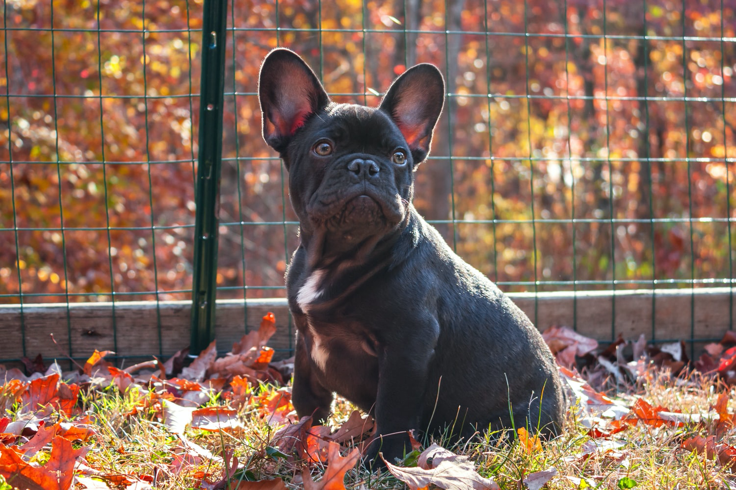 a black French Bulldog sitting on the grass with dried leaves behind the fence