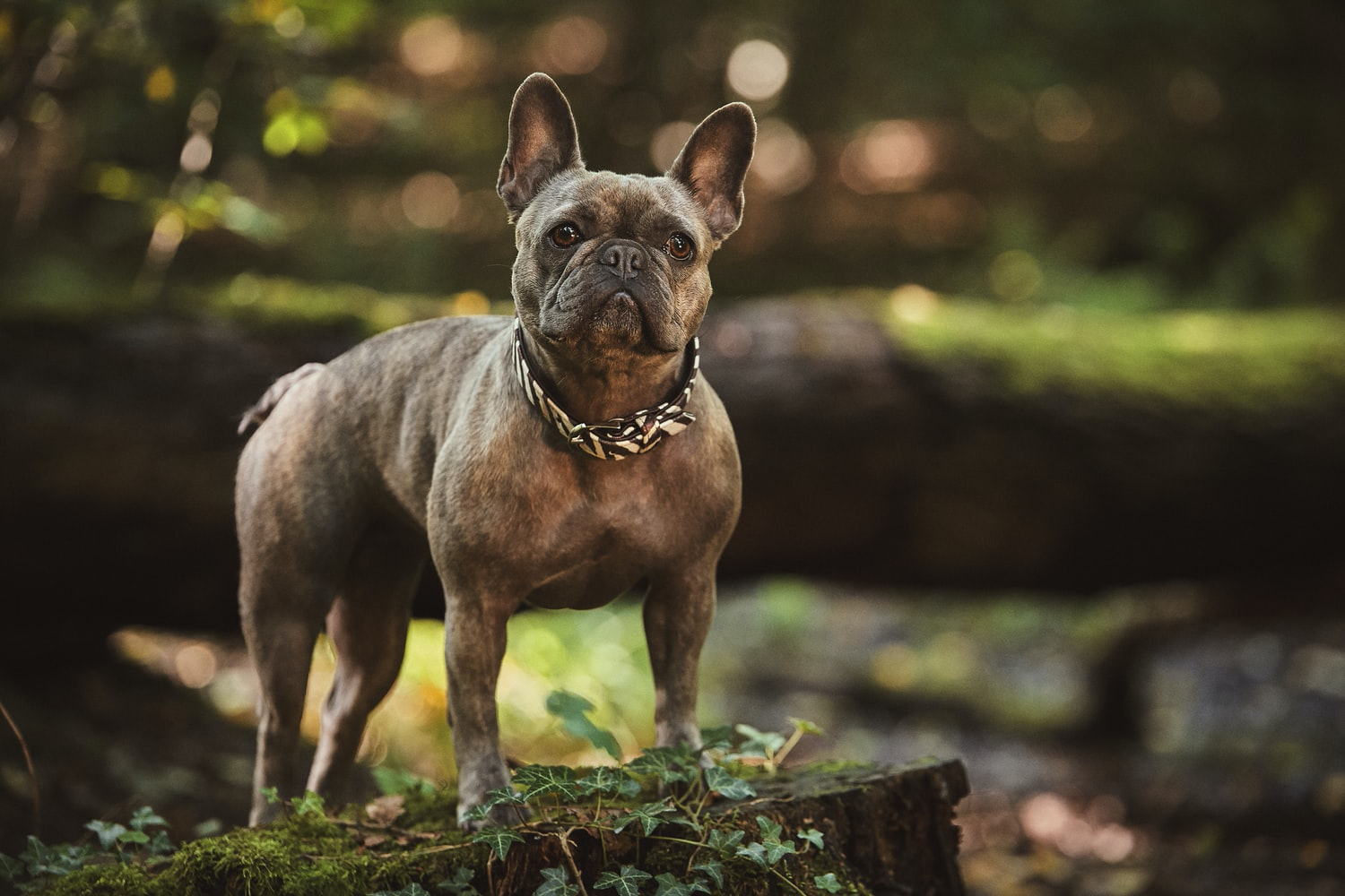 A French Bulldog standing on the wood in the forest