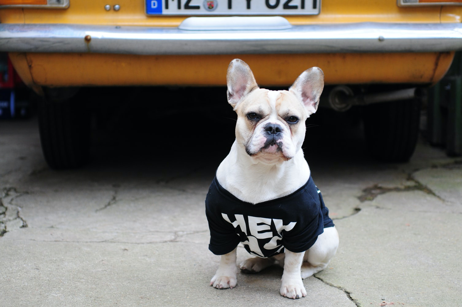 A French Bulldog wearing a black shirt while sitting on the pavement behind the car