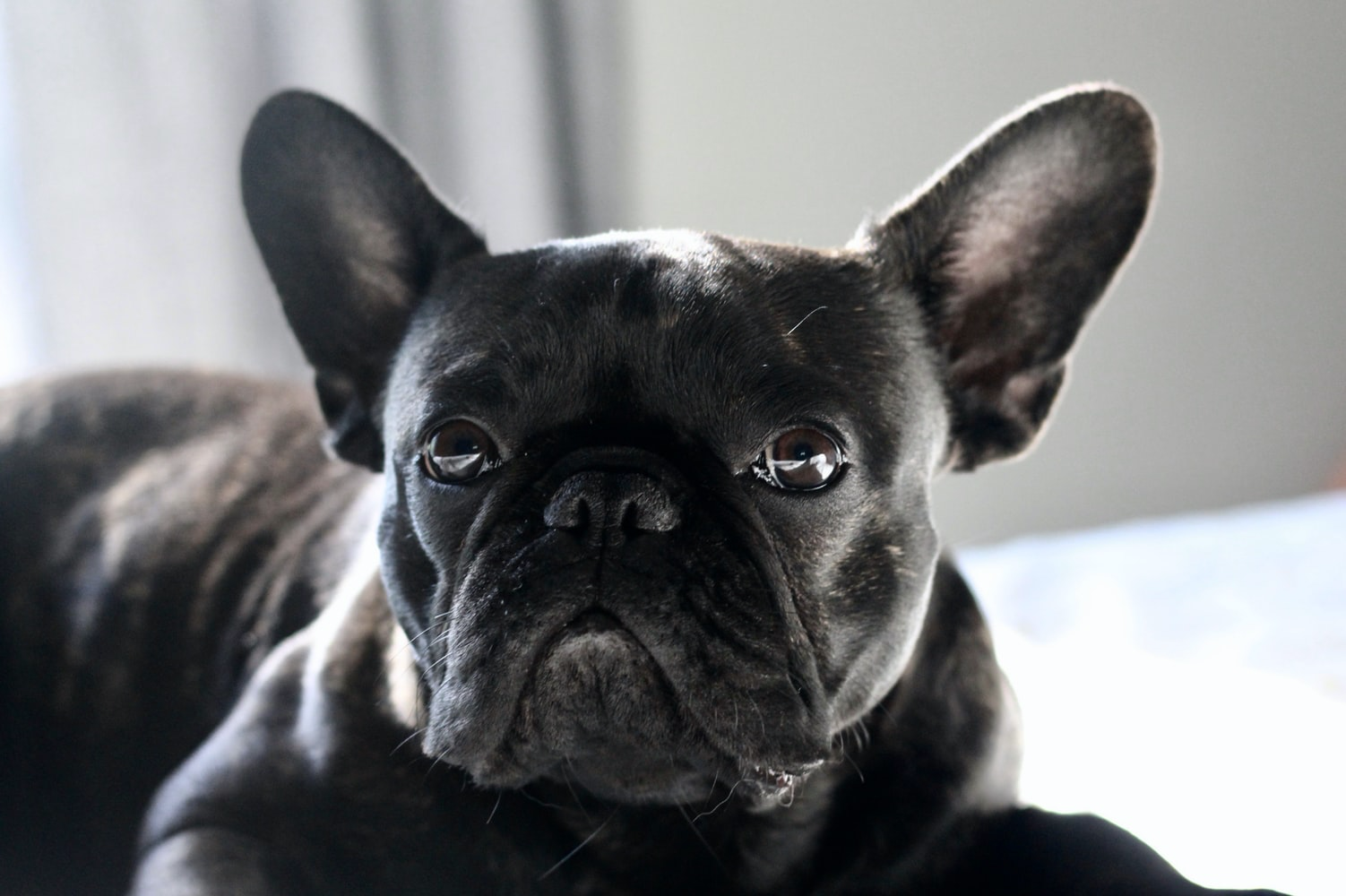 A black French Bulldog lying on the bed