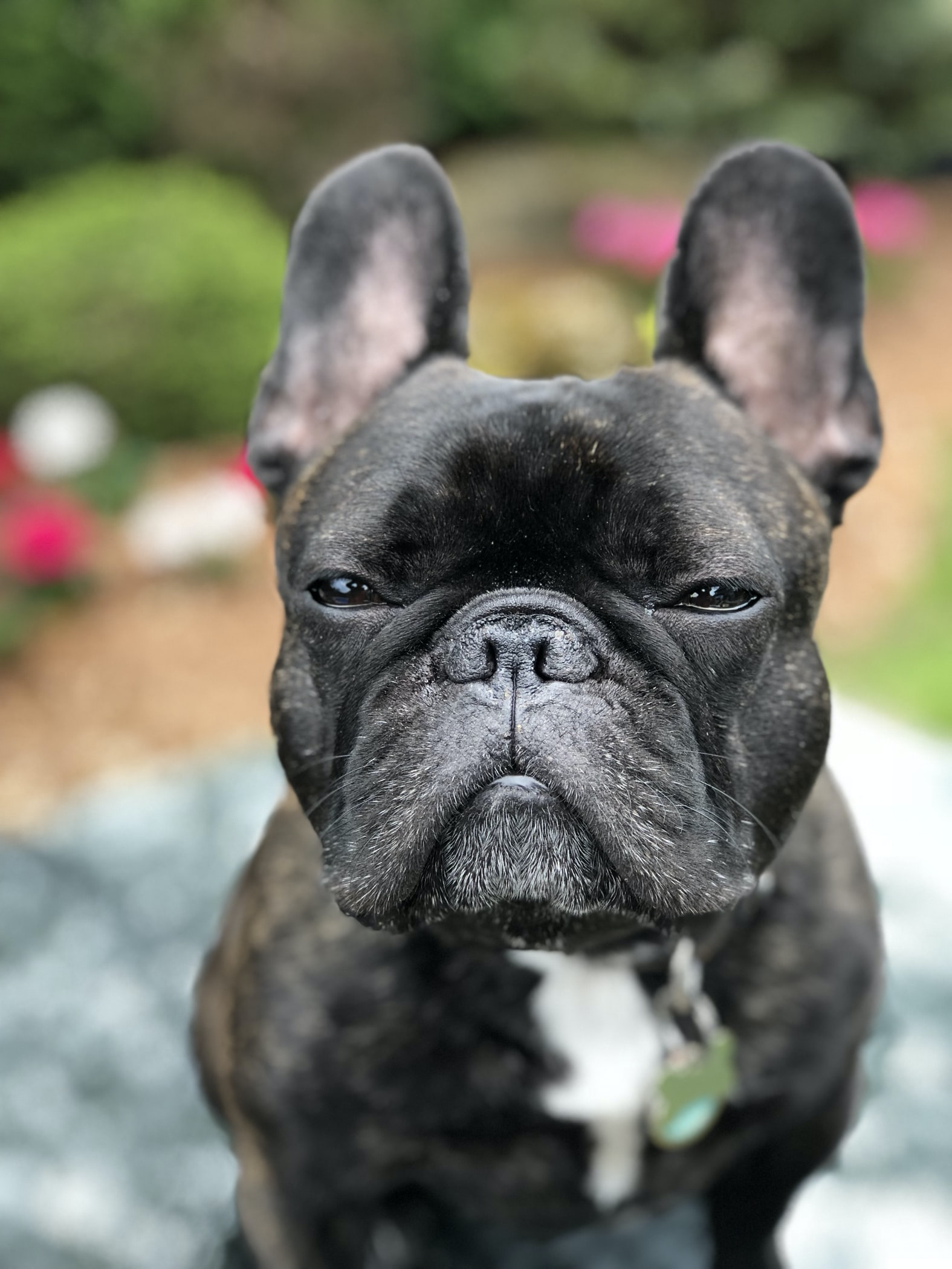 A French Bulldog sitting in the garden with its sleepy face
