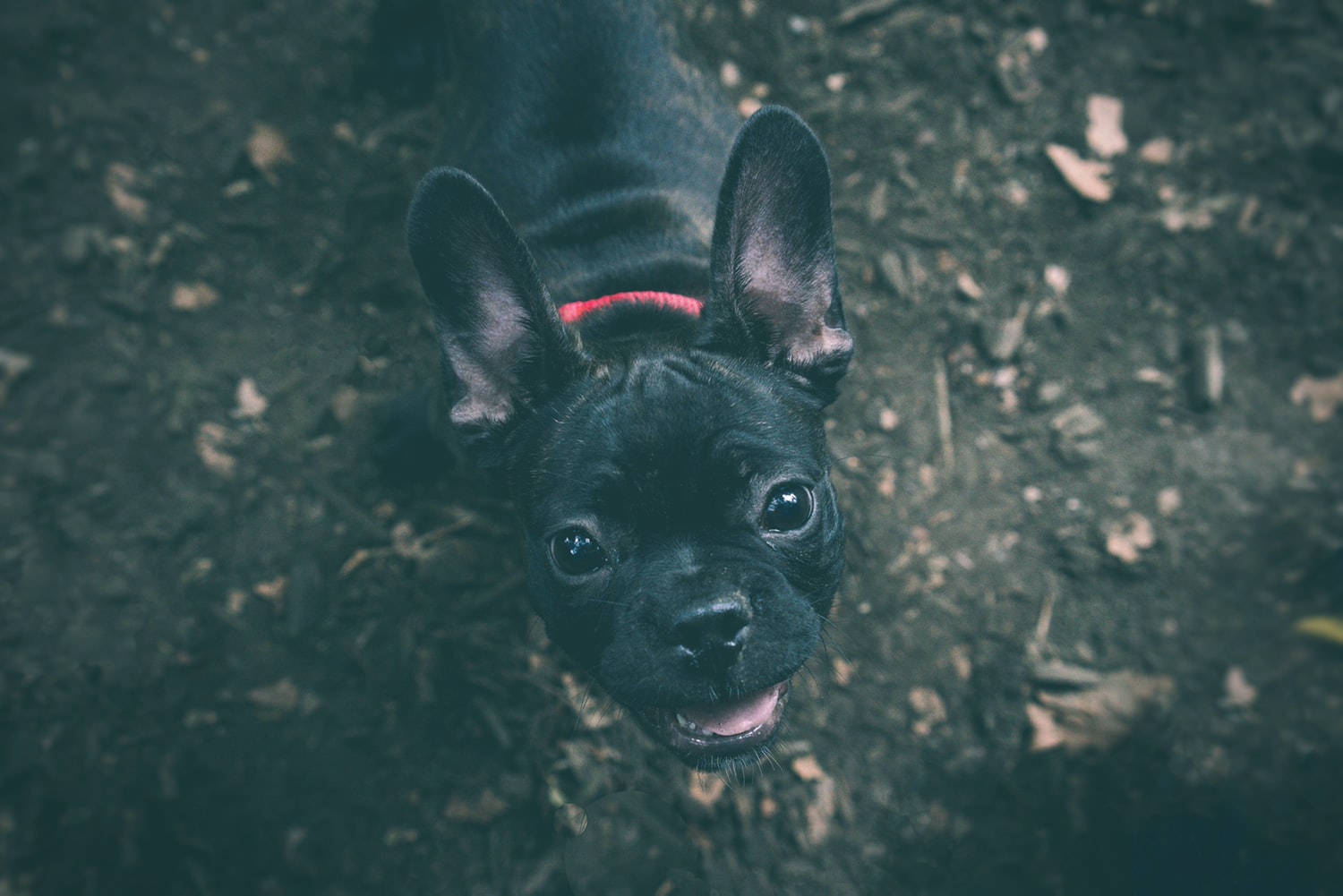 A black French Bulldog puppy standing on the floor while looking up with its begging face