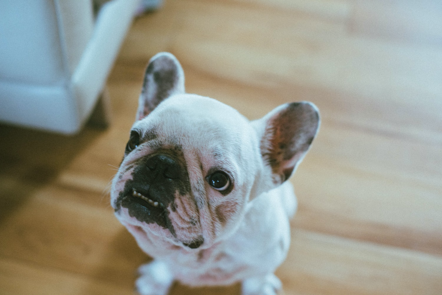 A French Bulldog sitting on the floor while looking up with its begging face